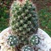 Mammillaria_ hutchisoniana _ssp.louisiae_ 05